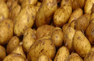 shangi potato variety