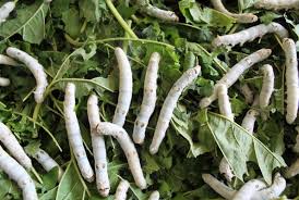 silkworms