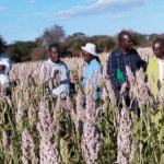 white sorghum