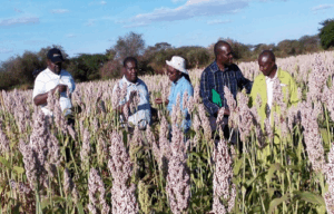 white sorghum