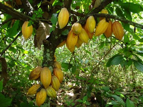 Cocoa Pods On Tree