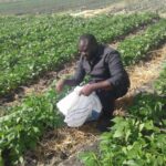 Jeremy Musila French beans