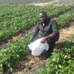 Jeremy Musila French beans farmer