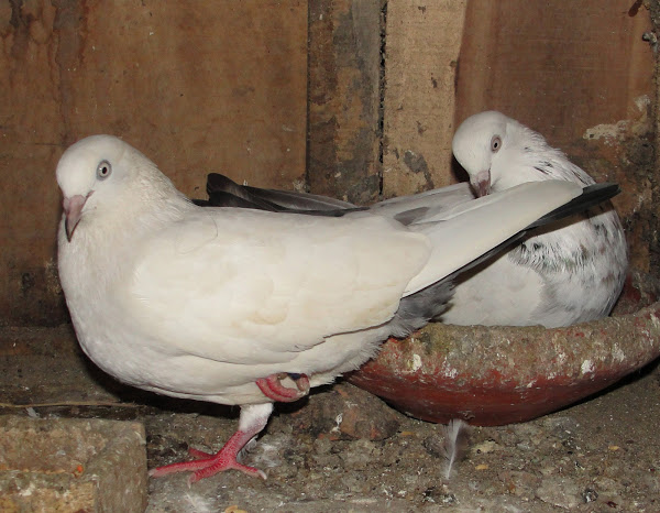 Pigeon01