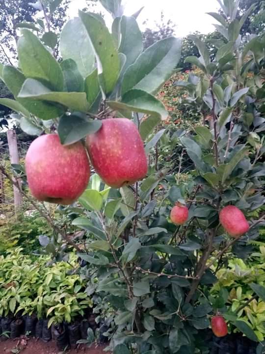 apple seedlings