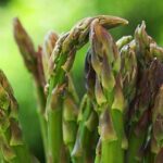 asparagus jerseygiant humble vegetable