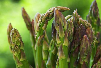 asparagus jerseygiant humble vegetable