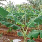 banana planting