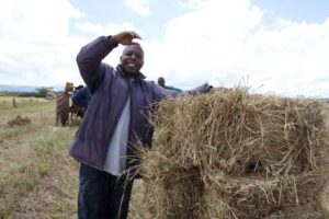 boma rhode grass hay