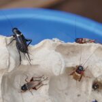cricket insects