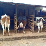 dairy cow milk shade
