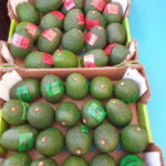 packed avocado fruits for export