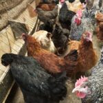poultry chicken