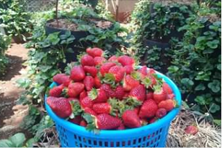 strawberry farming on multi storey garden