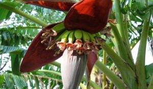 Ronald Nyagaka the class four drop out farmer in kenya banana