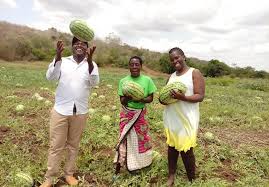 Zachariah Onchuri watermelon farmer Malindi