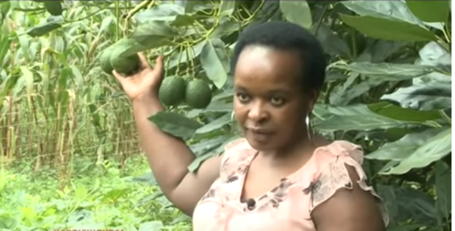 anne wangechi hass avocado farmer