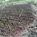 arrowroots