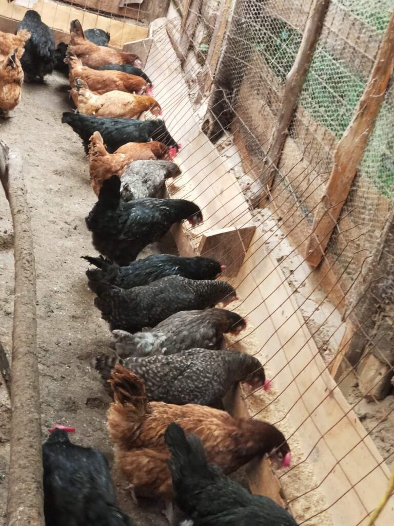 chicken poultry c