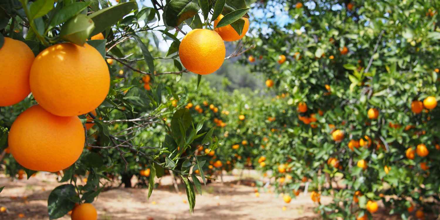 citrus farming 1500x750