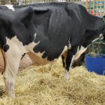 milk udder big