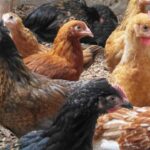 poultry chicken d