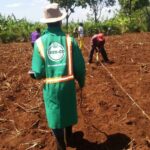 How to identify genuine maize seeds this planting season