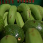 twiga bananas and avocadoes