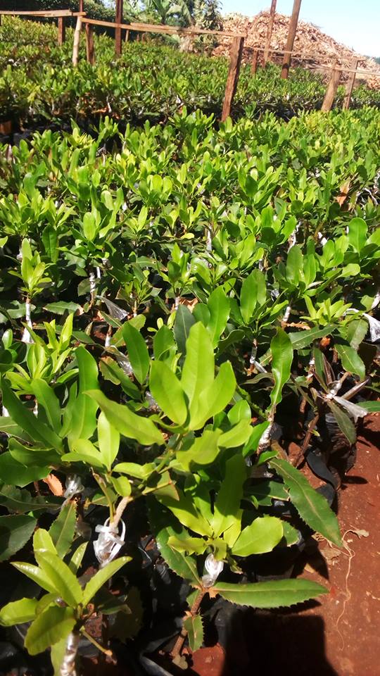 Macadamia seedlings Dykin Green Farm