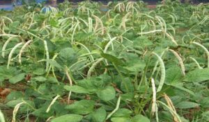 Pod Borer Resistant Cowpea