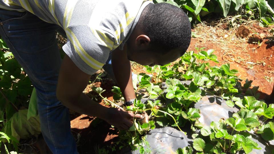 William Kibe strawberry farmer