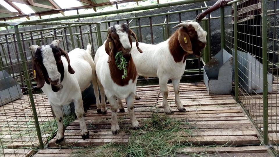 boer goat breed