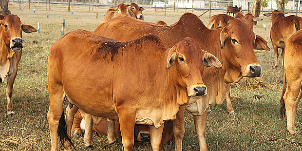 cows cattle livestock kalro