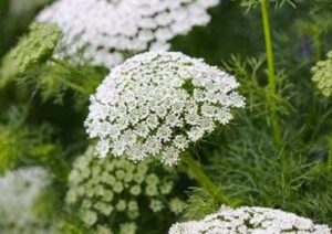 cut flower ammi