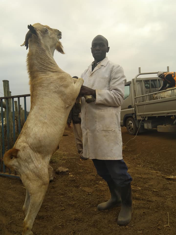 galla goats breed six metres long