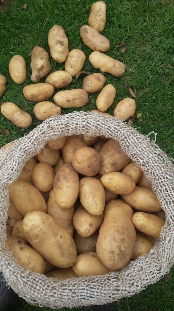irish potato farming
