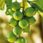 macadamia at limbua
