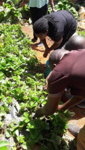strawberry farming William Kibe