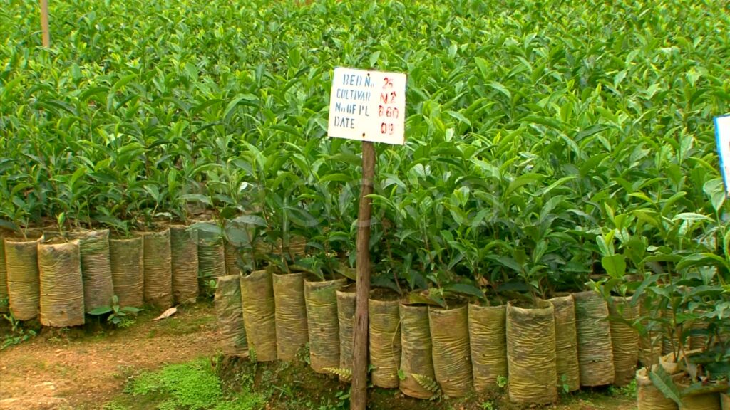 tea seedlings