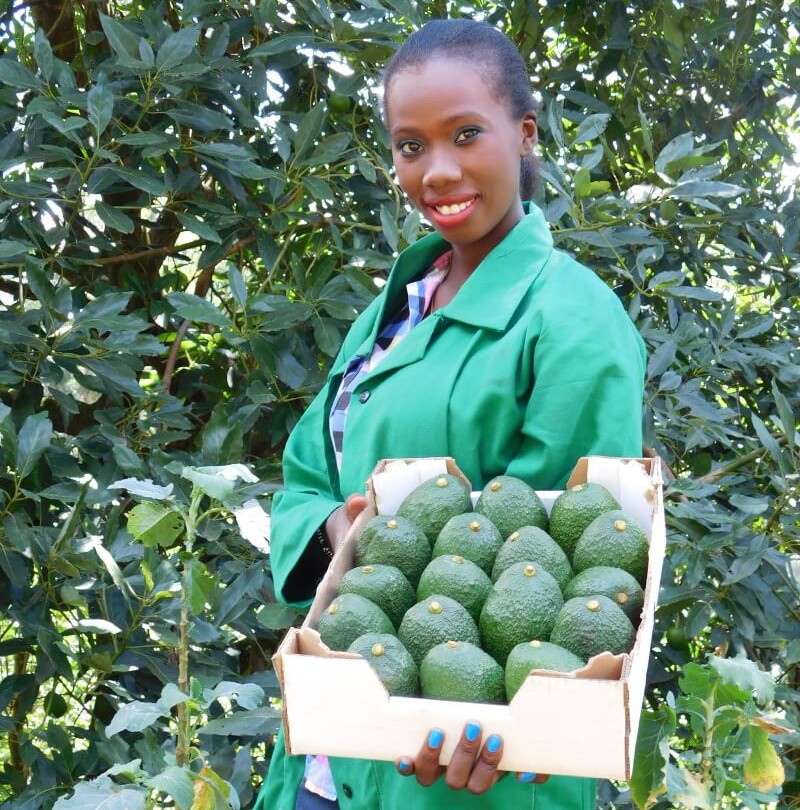 Avocado photo by mt kenya avocado farmer