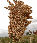 KARI mtama1 sorghum variety