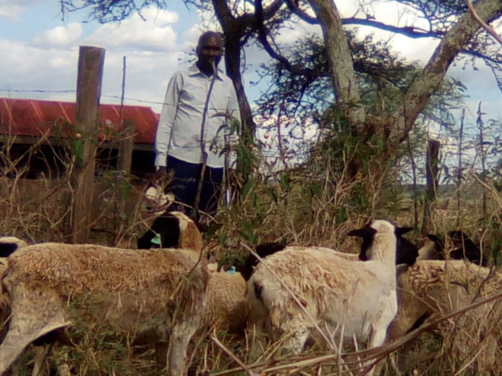 Kiprono Kisanana dorper sheep farmer