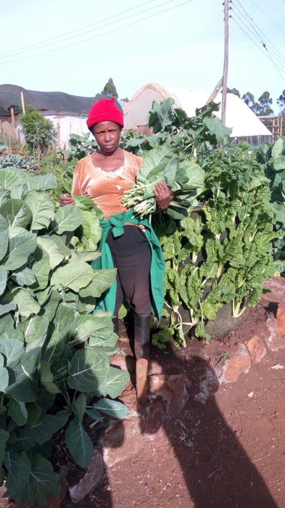 bag gardenspinach sukumawiki kales