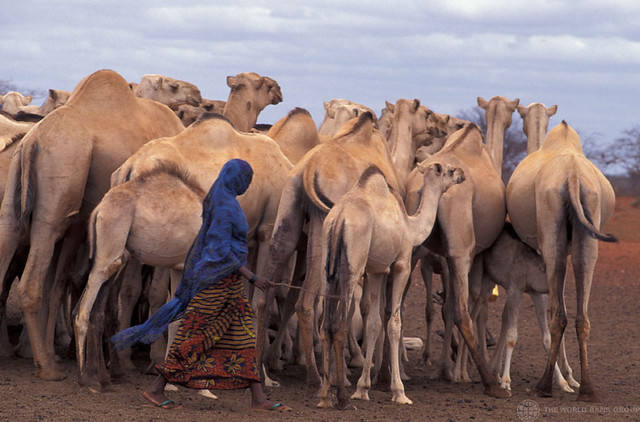 camel herd kenya