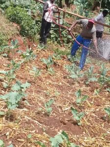 irrigation