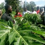 migori pawpaw farmers being trained
