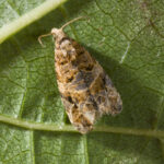 moth