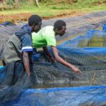 pond fish farmers