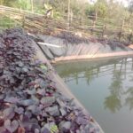 water harvesting kamotho