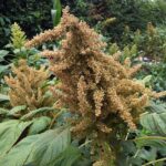 amaranth crop